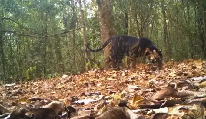 black tiger caught on camera