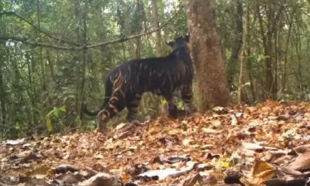 A rare black tiger was caught on camera in Similipal