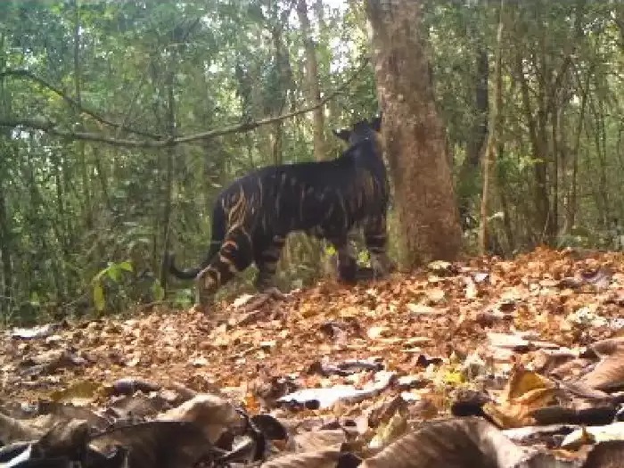 Rare black tiger caught on camera